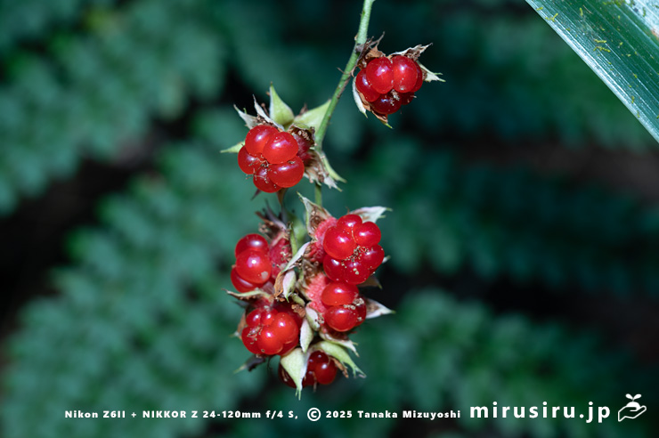 ミヤマフユイチゴの熟した実　東京都八王子市・裏高尾・日影林道　2025/12/08