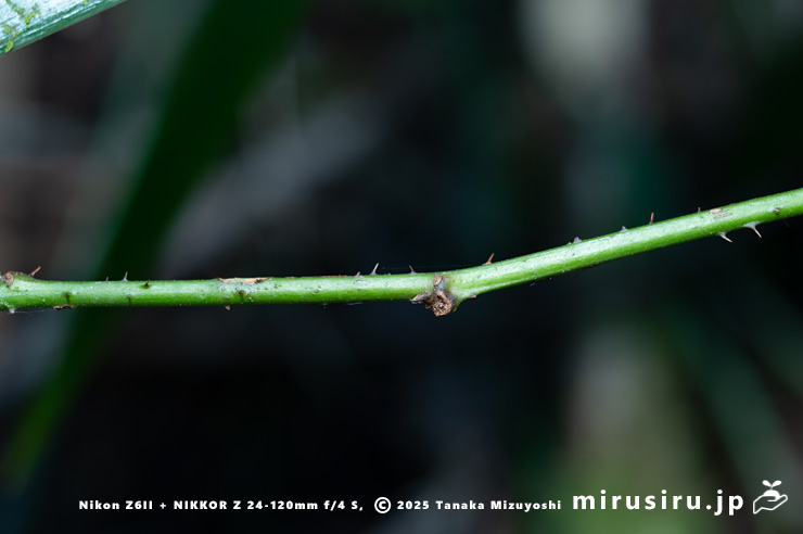 ミヤマフユイチゴの茎と棘　東京都八王子市・裏高尾・日影林道　2025/12/08