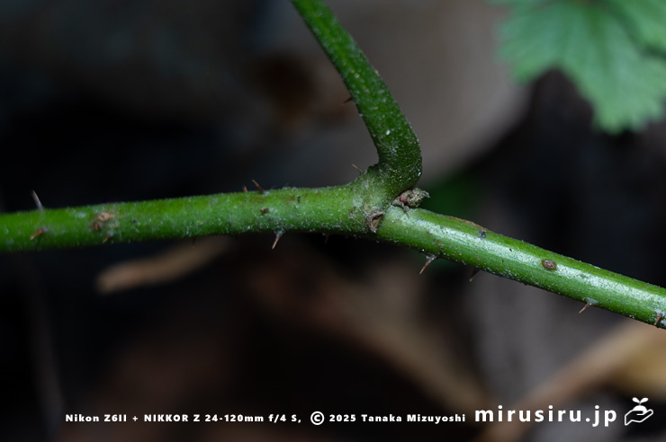 ミヤマフユイチゴの茎と棘　東京都八王子市・裏高尾・日影林道　2025/12/08
