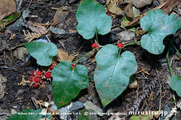 実が熟したミヤマフユイチゴ　東京都八王子市・裏高尾・日影林道　2025/12/08