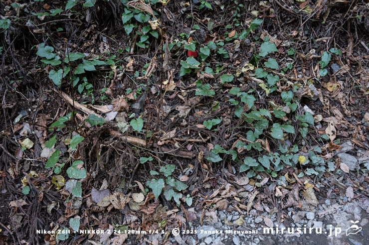 林道沿いの緩斜面に生えたミヤマフユイチゴ　東京都八王子市・裏高尾・日影林道　2025/12/08