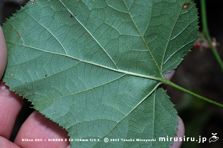 ミヤマフユイチゴの葉裏　東京都八王子市・裏高尾・日影林道　2025/12/08