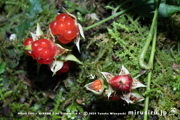 ミヤマフユイチゴの（萼片を人為的に除去した）未熟な実（白色矢印）　東京都八王子市・裏高尾・日影林道　2025/12/08