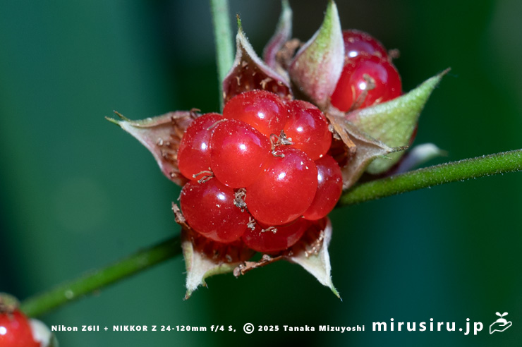 ミヤマフユイチゴの熟した実　東京都八王子市・裏高尾・日影林道　2025/12/08