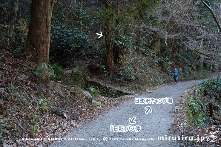 道端に生えたサイカチ（白色矢印）　東京都八王子市・裏高尾・日影林道　2025/12/08