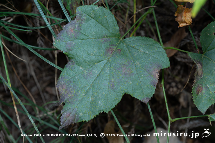 ミヤマフユイチゴの葉　東京都八王子市・裏高尾・日影林道　2025/12/08