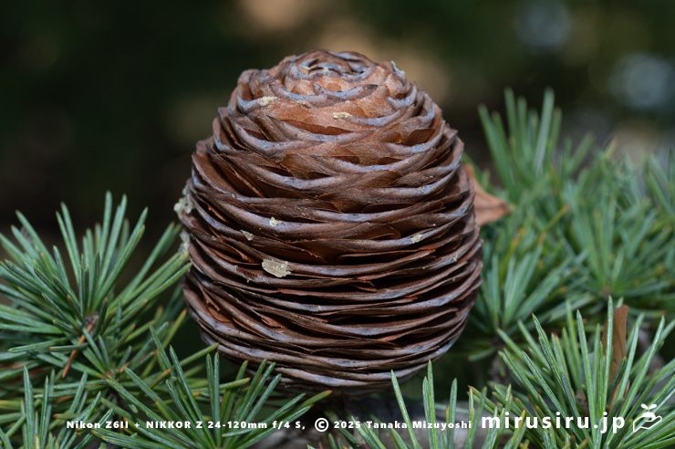 ヒマラヤスギ（ヒマラヤシーダ）の熟した実　伊勢原市　2025/12/08