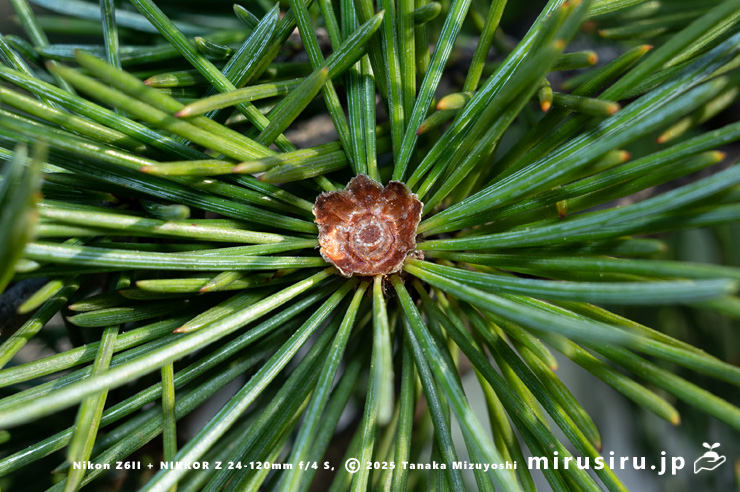 ヒマラヤスギ（ヒマラヤシーダ）の雄花の脱落痕　伊勢原市　2025/12/08