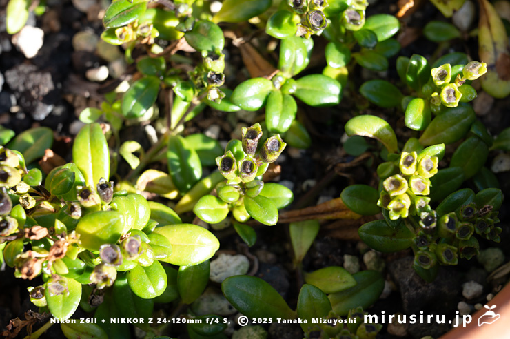 実がなったソナレムグラ　茅ヶ崎市浜之郷　2025/12/09