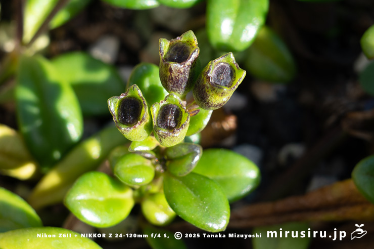 ソナレムグラの実　茅ヶ崎市浜之郷　2025/12/09