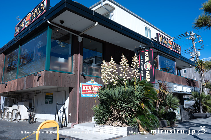 満開のユッカ 鎌倉市由比ガ浜・「海岸橋」交差点・KUA`AINA(クア・アイナ)鎌倉店 2025/12/15