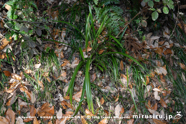 実がなったスルガラン　横須賀市山中町　2025/12/15
