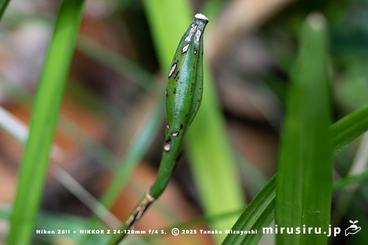 スルガランの未熟な実　横須賀市山中町　2025/12/15