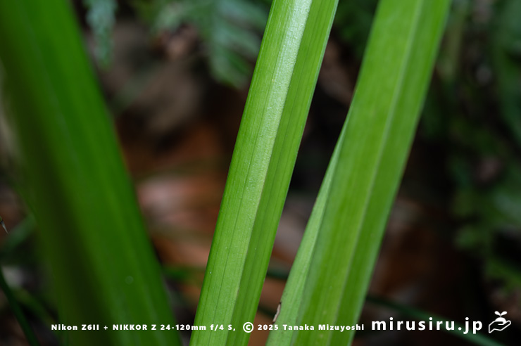 スルガランの葉　横須賀市山中町　2025/12/15