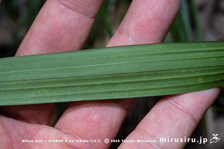 スルガランの葉裏　横須賀市山中町　2025/12/15