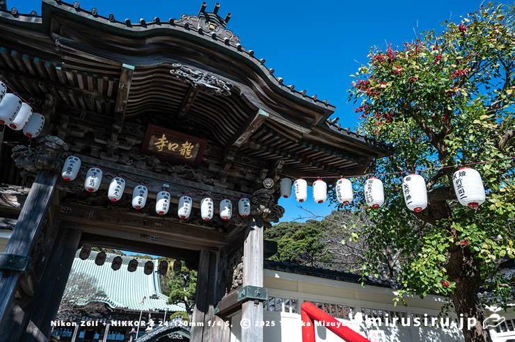 秋咲きしたアメリカデイゴ(マルバデイゴ) 藤沢市片瀬・龍口寺 2025/12/15