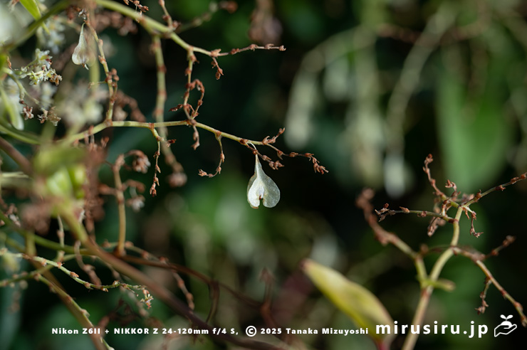 実がなったファロピア　葉山町一色・三ヶ下　2025/12/16