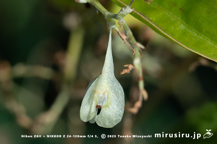 ファロピアの実　葉山町一色・三ヶ下　2025/12/16