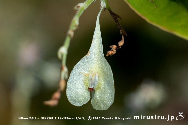 ファロピアの実　葉山町一色・三ヶ下　2025/12/16