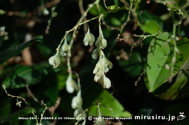 実がなったファロピア　葉山町一色・三ヶ下　2025/12/16