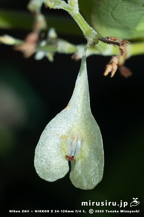 ファロピアの実　葉山町一色・三ヶ下　2025/12/16