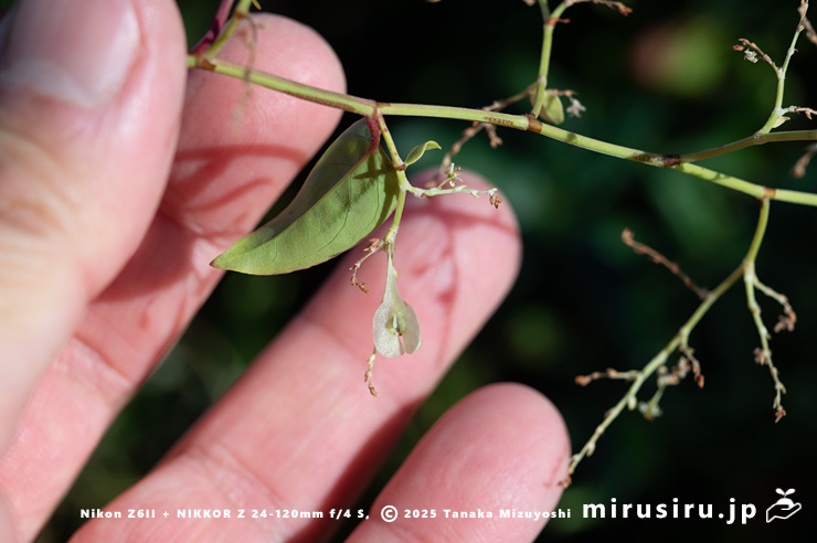 ファロピアの実のサイズ感　葉山町一色・三ヶ下　2025/12/16