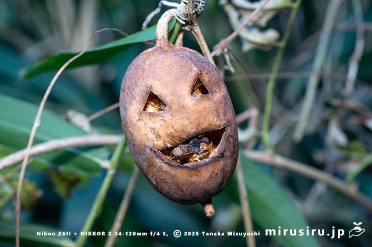 カラスウリの実 横須賀市・長坂緑地(沢山池の里山) 2025/12/16