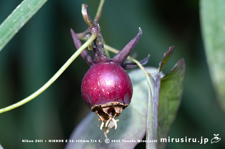 ツルギキョウの熟した実　横須賀市・長坂緑地（沢山池の里山）　2025/12/16