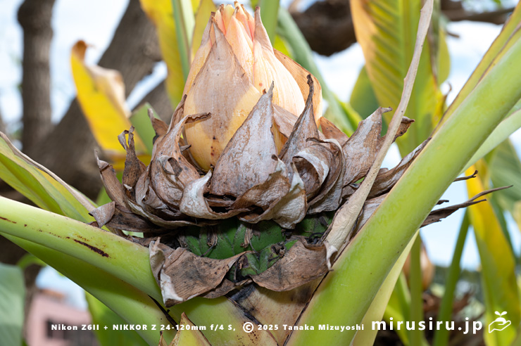 チユウキンレンの未熟な実　鎌倉市・大船フラワーセンター　2025/12/16