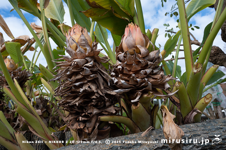 花が咲き終わったチユウキンレン　鎌倉市・大船フラワーセンター　2025/12/16