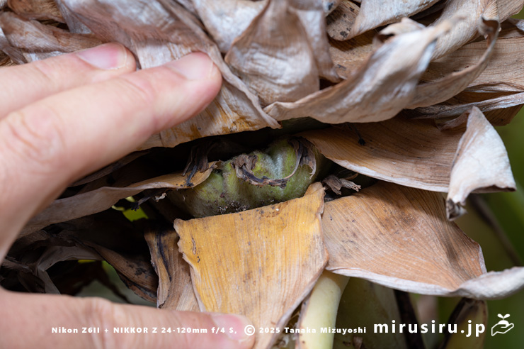 チユウキンレンの未熟な実　鎌倉市・大船フラワーセンター　2025/12/16