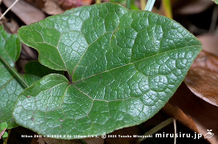 タマノカンアオイの葉　鎌倉市・大船フラワーセンター　2025/12/16