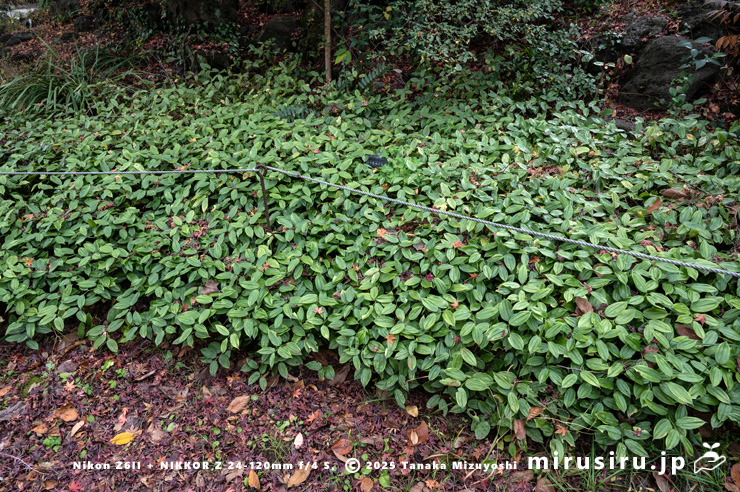 降霜前のホウチャクモドキ　鎌倉市・大船フラワーセンター　2025/12/16