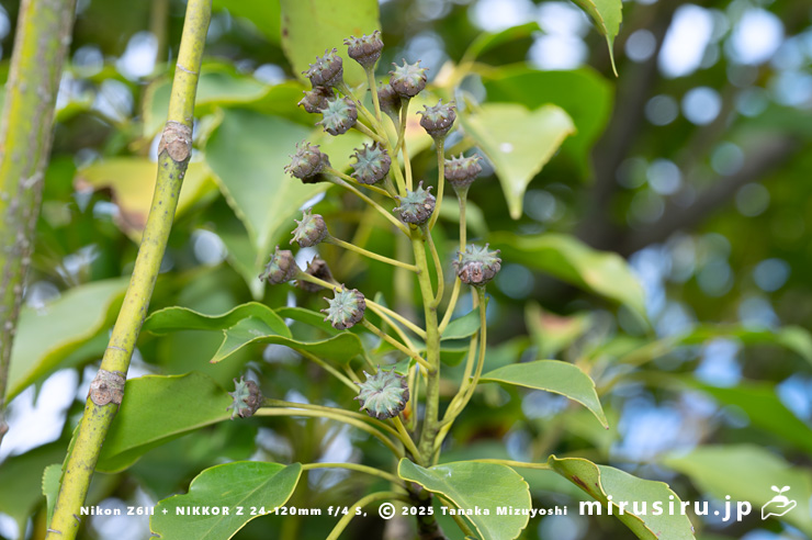 ヤマグルマの熟し始めた実 鎌倉市・大船フラワーセンター 2025/12/16