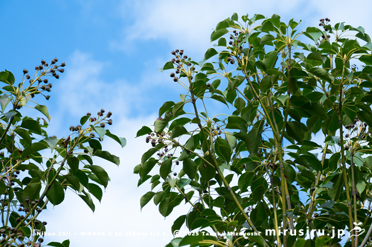 実が熟し始めたヤマグルマ 鎌倉市・大船フラワーセンター 2025/12/16