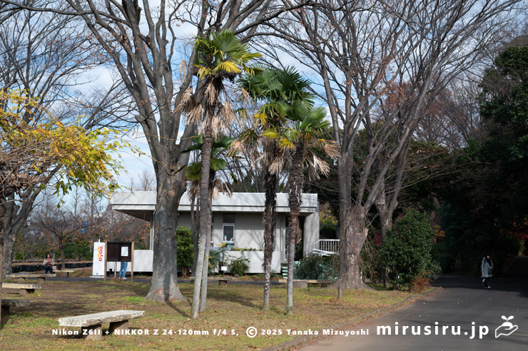 実がなったトウジュロ　鎌倉市・大船フラワーセンター　2025/12/16