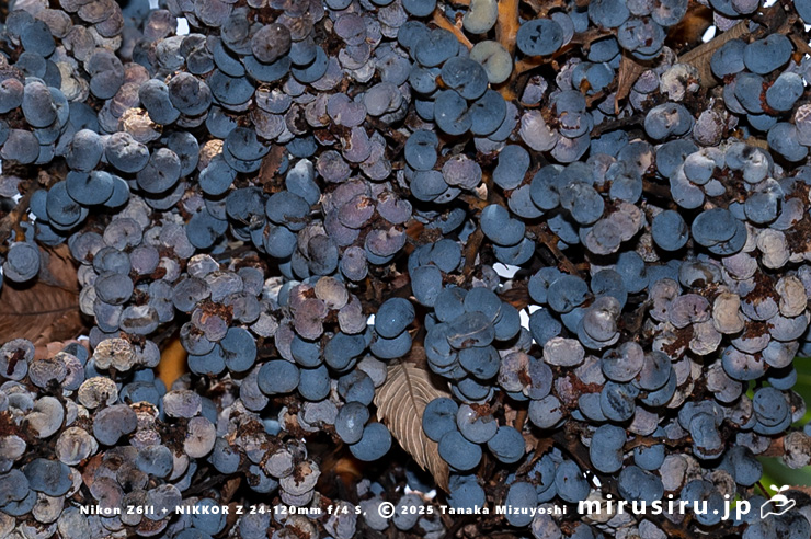 トウジュロの熟した実　鎌倉市・大船フラワーセンター　2025/12/16