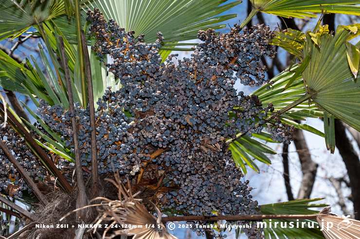 トウジュロの熟した実　鎌倉市・大船フラワーセンター　2025/12/16