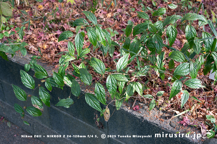 降霜前のキノクニスズカケ　鎌倉市・大船フラワーセンター　2025/12/16