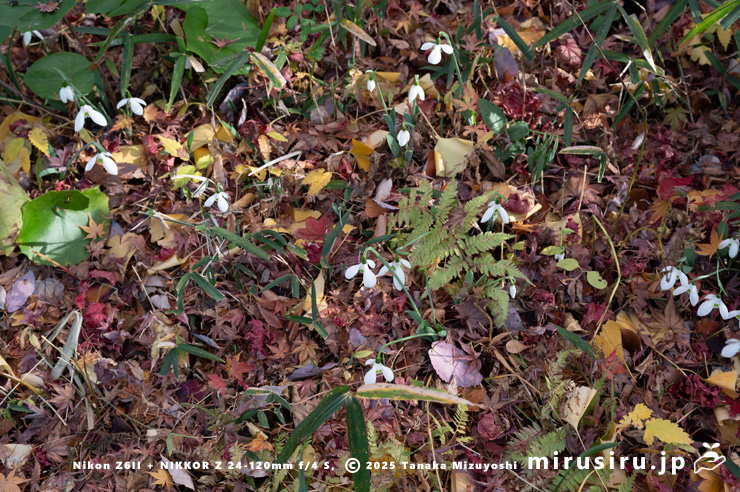 開花中のスノードロップ　鎌倉市・大船フラワーセンター　2025/12/16