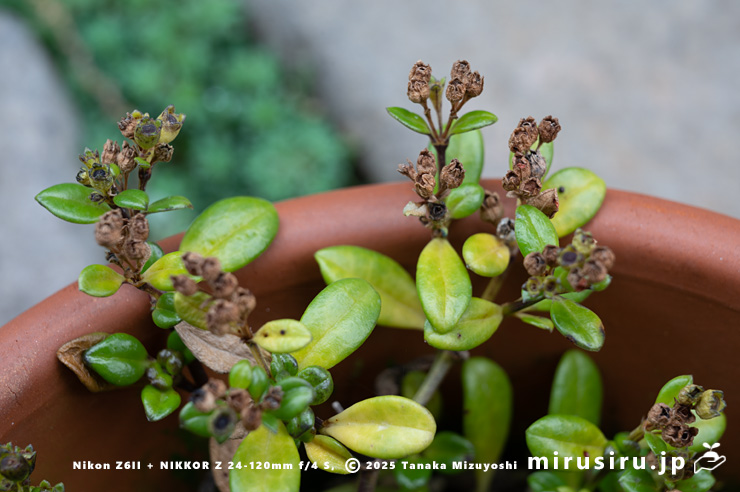 実が熟したソナレムグラ　茅ヶ崎市浜之郷　2025/12/18