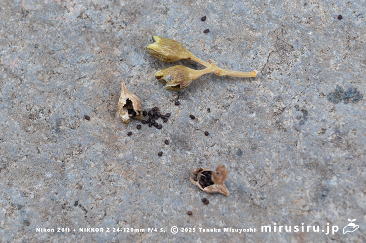 ソナレムグラの（人為的に破った）実と種子　茅ヶ崎市浜之郷　2025/12/18