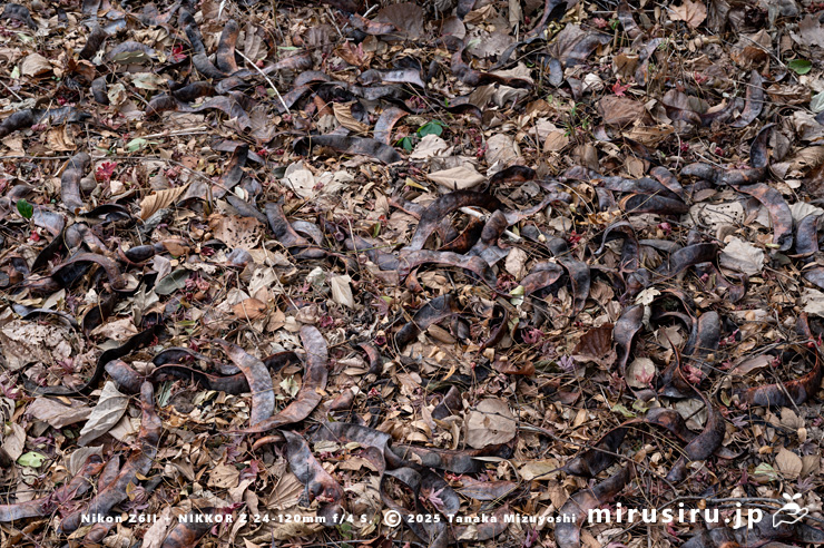 サイカチの地面に落ちた実　相模原市南区当麻・八景の棚　2025/12/19