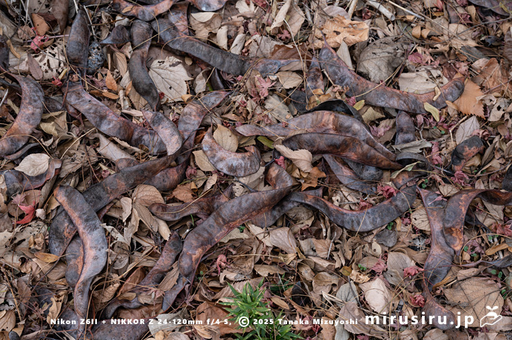 サイカチの地面に落ちた実　相模原市南区当麻・八景の棚　2025/12/19