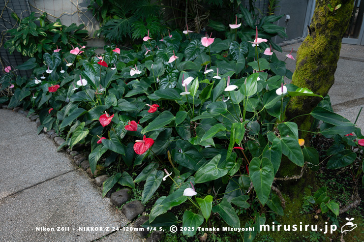 開花中のアンスリウム　相模原市南区・相模原公園　2025/12/19