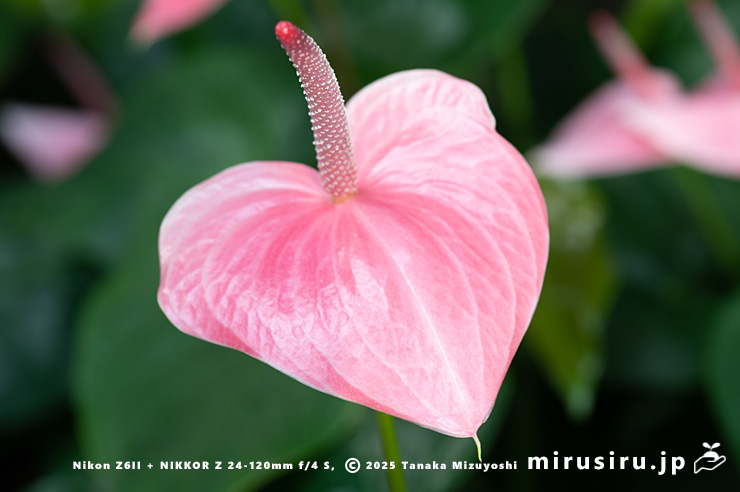 アンスリウムの花　相模原市南区・相模原公園　2025/12/19