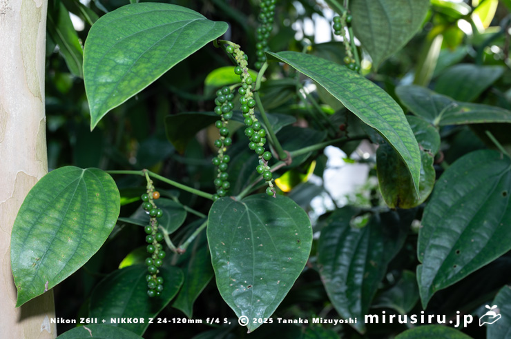 実がなったコショウ　相模原市南区・相模原公園　2025/12/19