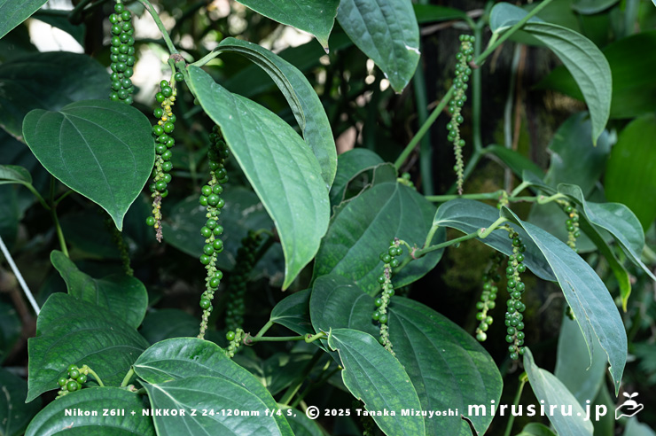 実がなったコショウ　相模原市南区・相模原公園　2025/12/19