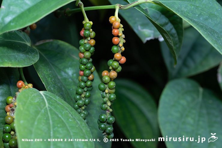 コショウの色付き始めた実　相模原市南区・相模原公園　2025/12/19