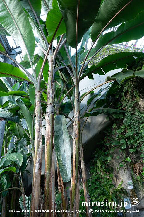 バナナ（アカバナナ）の木　相模原市南区・相模原公園　2025/12/19